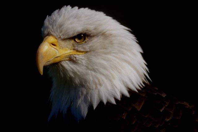 Eagle