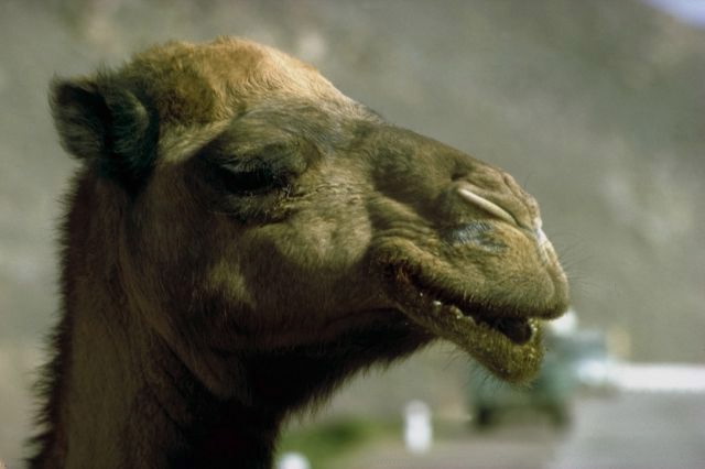 Camel