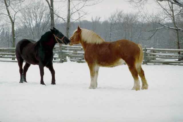 Horses in snow