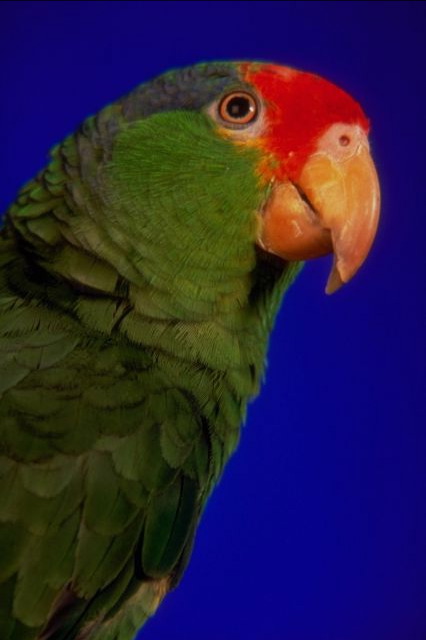 Parrot