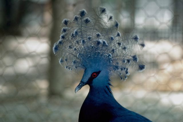 Peacock