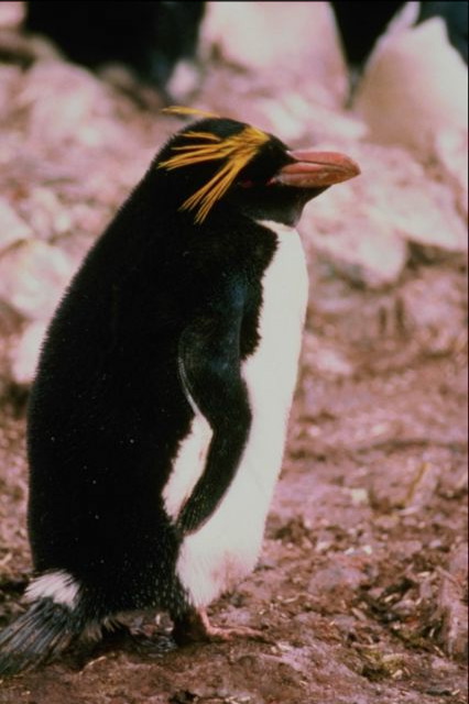 Penguin