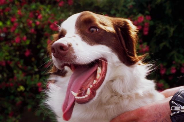 Cavalier King Charles Spaniel