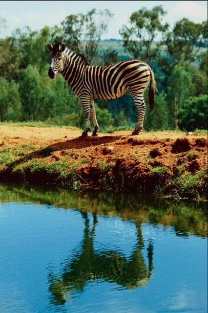 Zebra